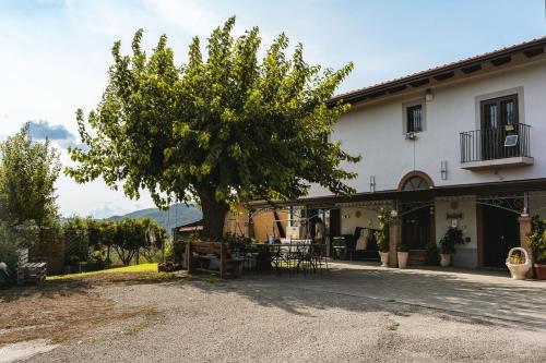 Sentiero Degli Ulivi Mascia in Caiazzo