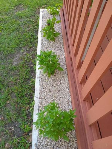 Neaja's English Harbour Escape in Cobbs Cross