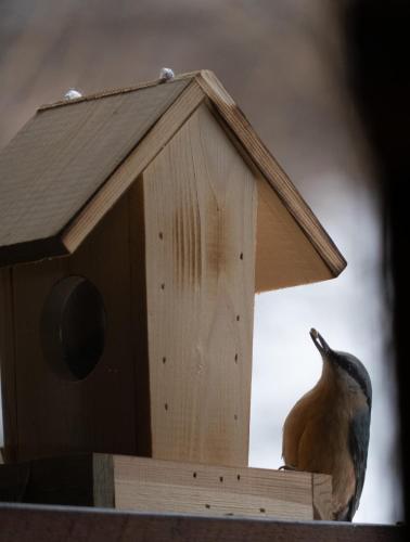 Le Petit Aupillon - L'Aupillon des Forêts - 2 studios cocooning aux Orres Le Petit Aupillon - L'Aupillon des Forêts - 2 studios cocooning aux Orres