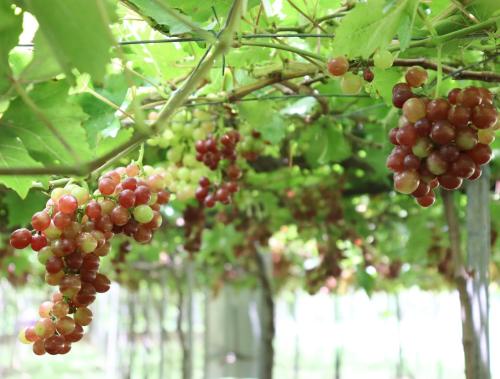 The Vineyard at Tanauan The Vineyard at Tanauan