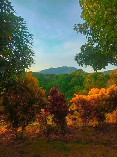 Casa Tolosa Tayrona, Los Cocos