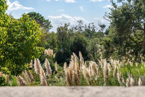 Résidence Domaine De Caranella - image 12