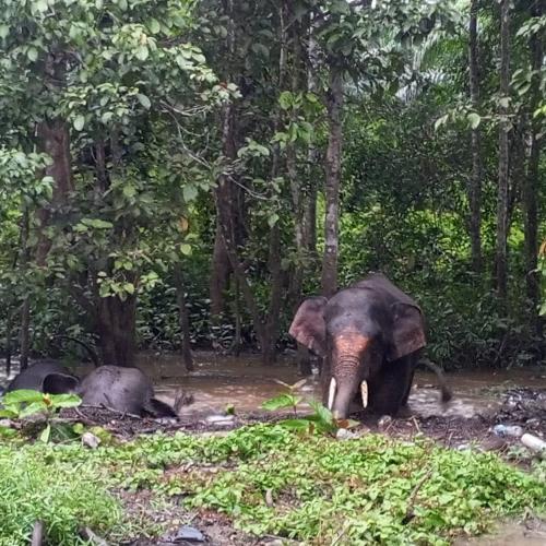 Borneo Jungle Adventure in Kota Kinabatangan