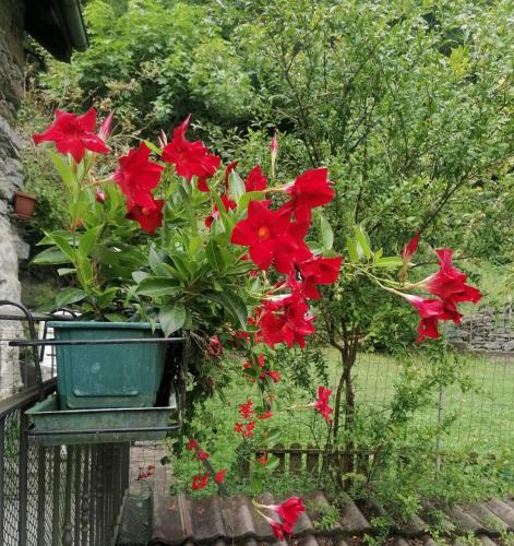 Viesnīcas āriene, Casa Prucci in Vanzone Con San Carlo