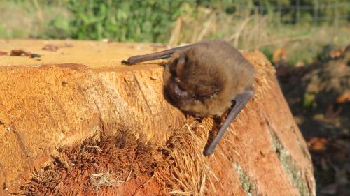 Fledermaus 1 Punkt 6 in Gelbensande, Deutschland