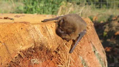 Fledermaus 1 Punkt 6 in Gelbensande, Deutschland