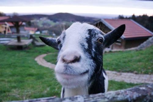 Ferienwohnung Altes Schulhaus Greising in 代根多夫