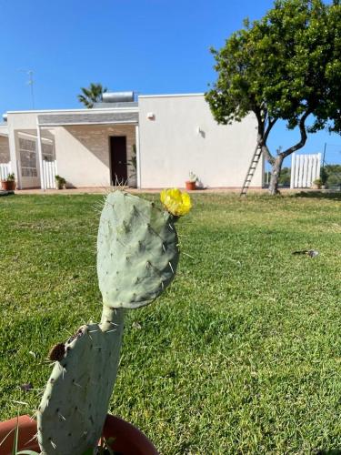 Sicilia holiday Etna house