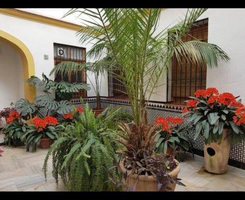 La casa de Tachi, Córdoba