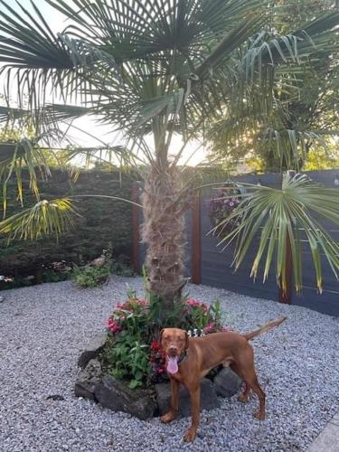 tuin, Pod at Lonan drive in Soroba