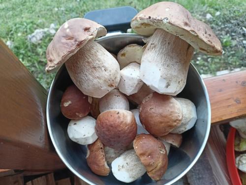 Eten en drinken, Aurora Tara 3 in Donje Karaklije