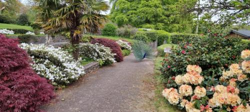 608976628 Great Trethew Manor Hotel & Self Catering Lodges