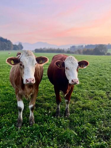 Esingerhof in 勞芬