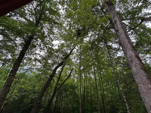 A Romantic Rendezvous Honeymoon in Sevierville, USA