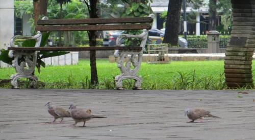 ブルー スカイ ホテル ペタンブラン16