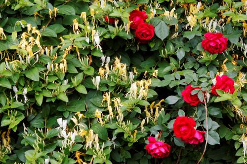 Pension Stejeris - image 2