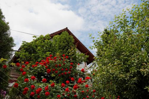 Pension Stejeris - image 3