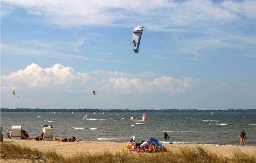 Küstenseeschwalbe - image 8
