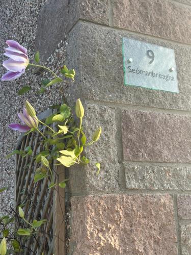 Agane, Inverness (zdjęcie 9)
