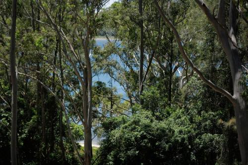 Treetops at Smiths, Smiths Lake (zdjęcie 7)
