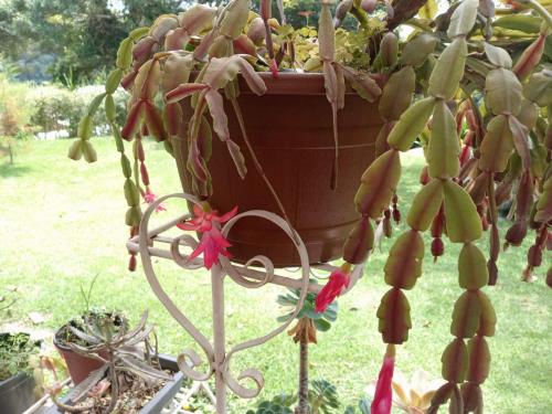 Hostal Vista Boquete