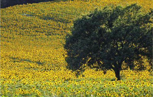 Fontanile, Lamoli Di Borgo Pace (foto 8)