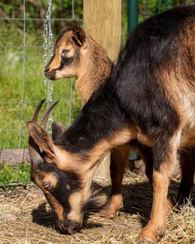 The Cottage at Highland Farms