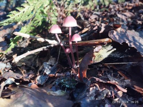 Oeroeboeroe in Leeuwarden városközpont