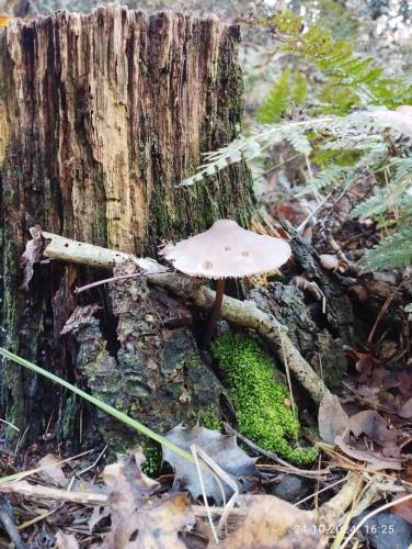 A környék, Oeroeboeroe in Leeuwarden városközpont