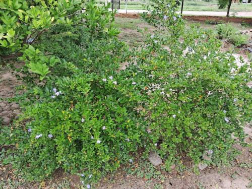 Dārzs, El Quincho Appart in Avia Terai