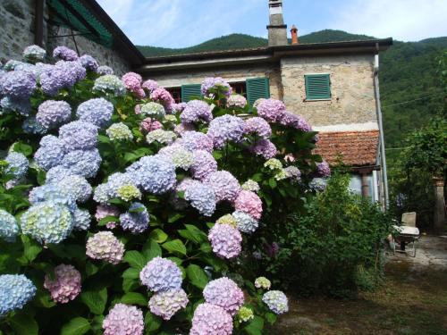 B&B Alle Ortensie Blu