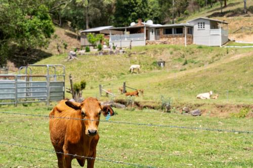 Bellbird Rise Off-Grid Cottage
