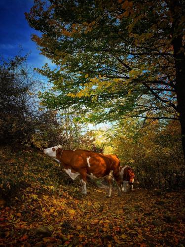 Cabana Morarilor Cabana Morarilor