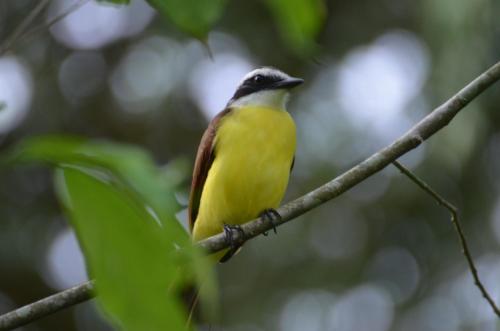 La Rana De Cahuita