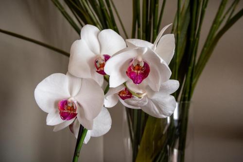 Time to Relax - Lago di Garda - Adults only