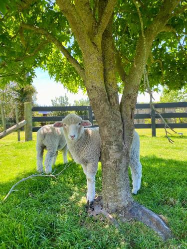 Cosy guest house in Feilding
