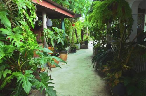 Garden, Marys Cottage in Ba