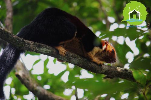 Thekkady Homestay