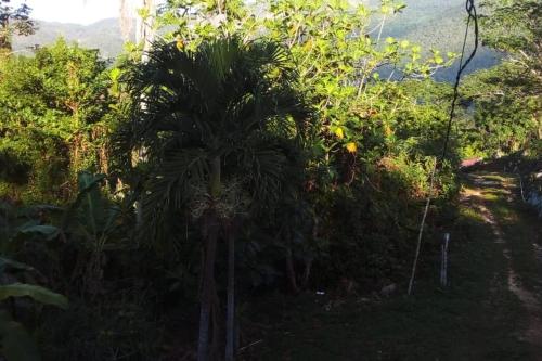 Lovely 1-Bed Cottage in St catherine Jamaica in Claremont