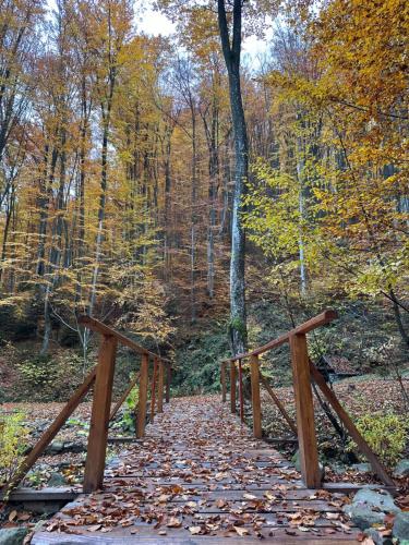 SHIPOVEC - image 6
