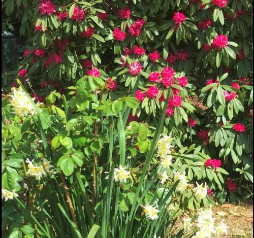 Larsens Cottage 2 - Historic 1880 Home