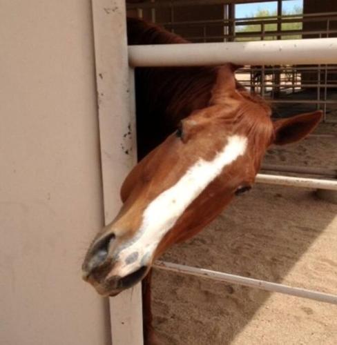 Serene & Secluded - Heart of the Sonoran Desert Bunkhouse Casita
