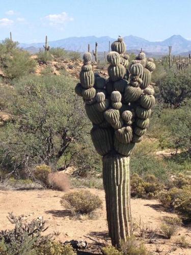 Serene & Secluded - Heart of the Sonoran Desert Bunkhouse Casita