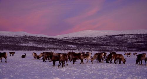 Kilpisjärven Tunturimajat