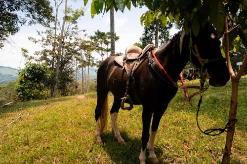 RíoBosque Cabañas de lujo frente al rio desayuno incluido san carlos antioquia