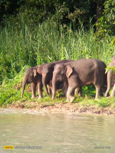 Borneo Jungle Adventure in Kota Kinabatangan