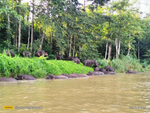 Borneo Jungle Adventure in Kota Kinabatangan