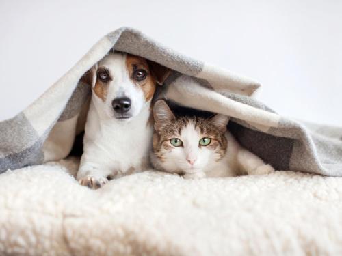 Apartamentos Mondrían Marina D'Or 3000 - image 10