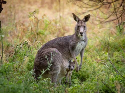 Watershack - Expansive ocean views, close to town