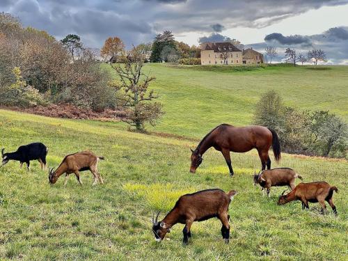 Domaine de Cazal - Chambres d'Hôtes avec piscine au cœur de 26 hectares de nature préservée 2